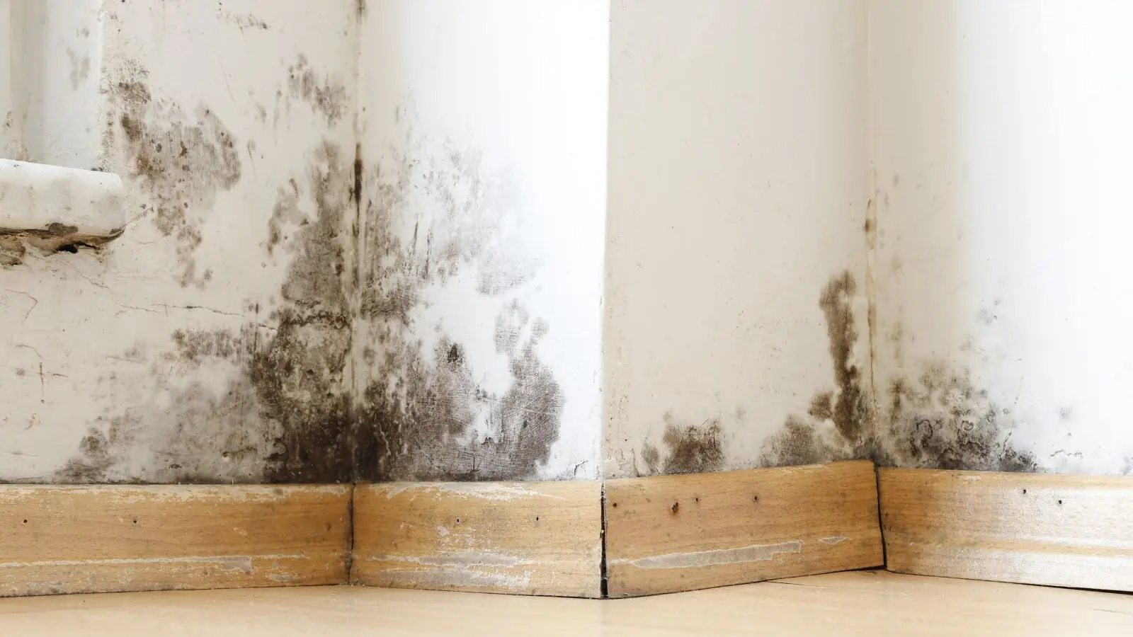 Mold growth along the baseboard and lower wall in the corner of a room